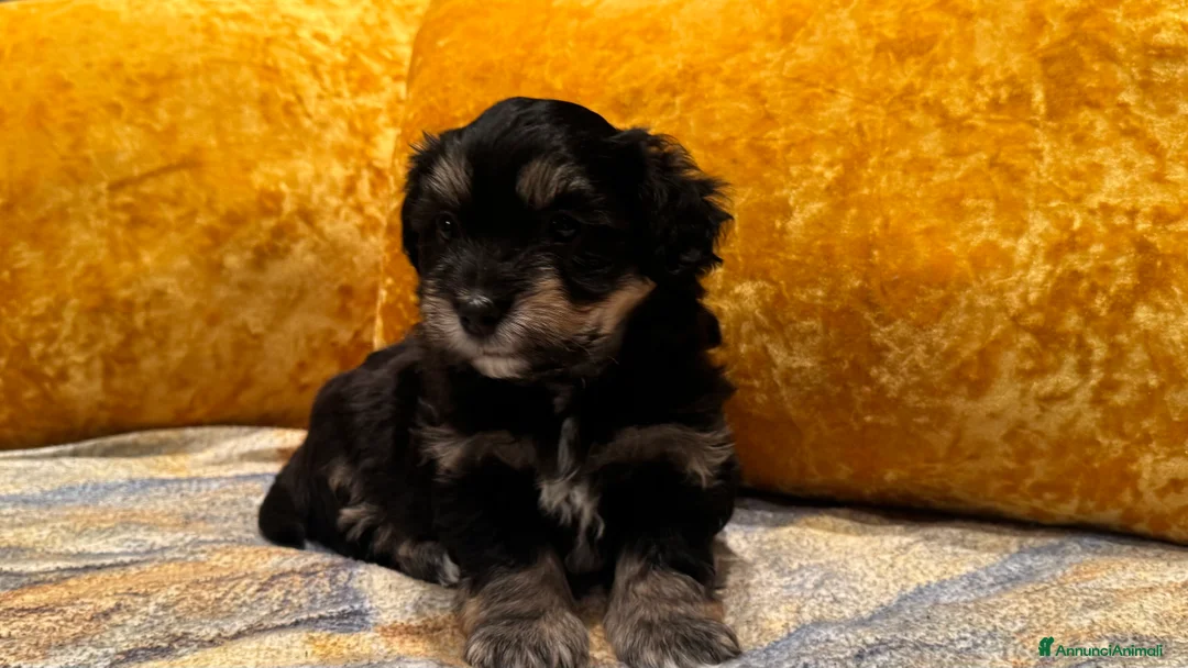 Bichon cani in vendita: Disponibili cuccioli di Bichon  con Pedigree ENCI - Annuncio 5