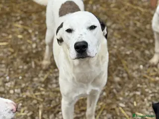 Meticcio cani BALINA, cucciola mix DOGO ARGENTINO. Tenerissima!! - Annuncio 31