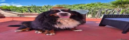 Bovaro del Bernese cani per accoppiamento: Bovaro del Bernese disponibile per accoppiamento a Città metropolitana di Roma Capitale - Annuncio 1
