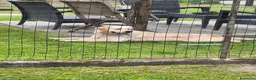 Golden Retriever cani in vendita: Golden retriever con pedigree ENCI  - Annuncio 9