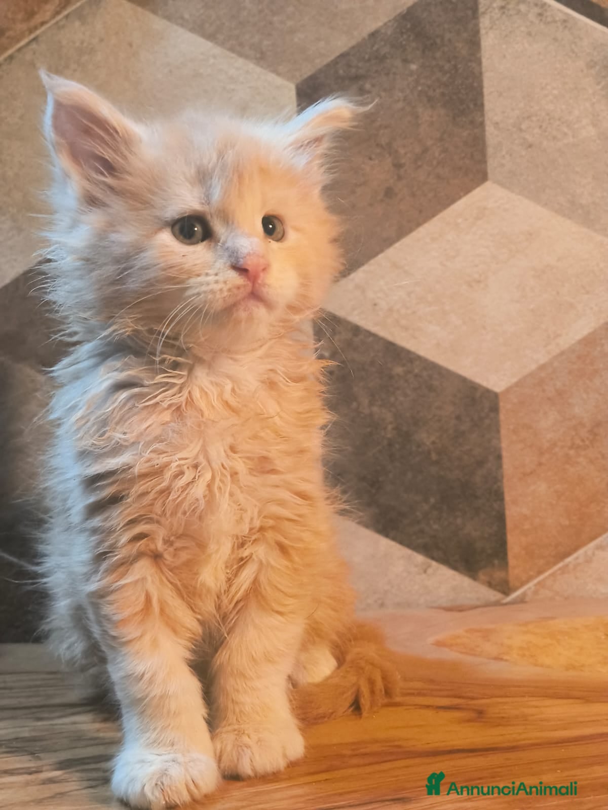 Maine Coon gatti Cuccioli di Maine Coon linea russa  - Annuncio 26