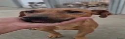 Meticcio cani in regalo: Pippo e Tara taglie piccole cercano casa - Annuncio 9