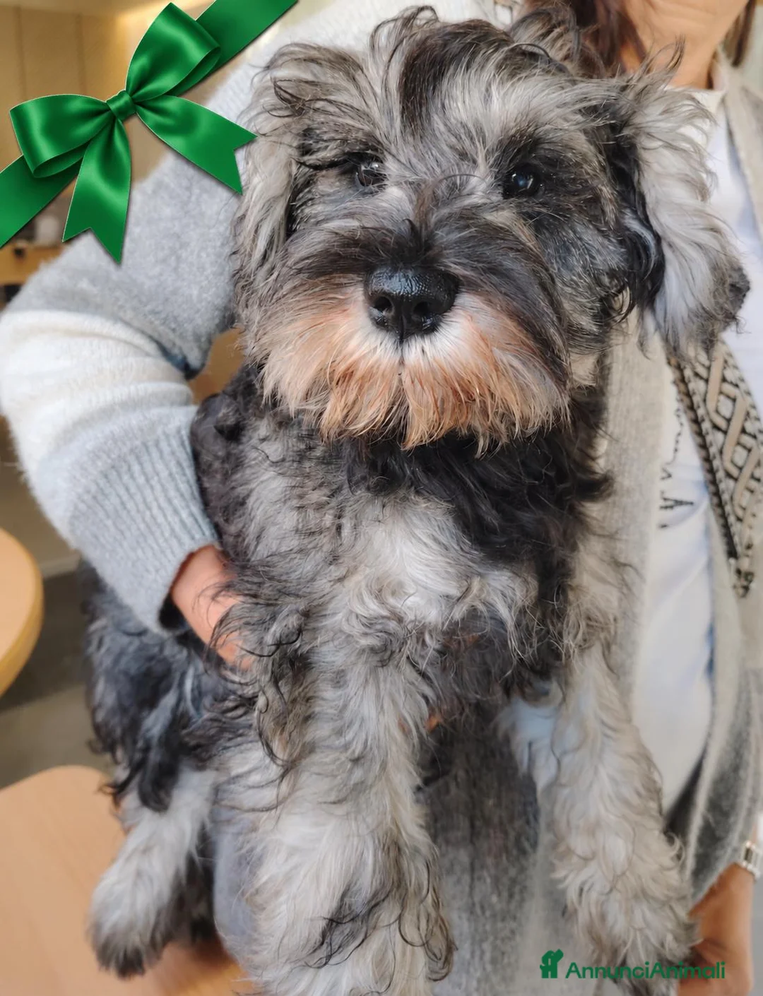 Mini Schnauzer cani in vendita: Quattro piccoli Schnauzer Nani  a Provincia autonoma di Bolzano - Alto Adige - Annuncio 5