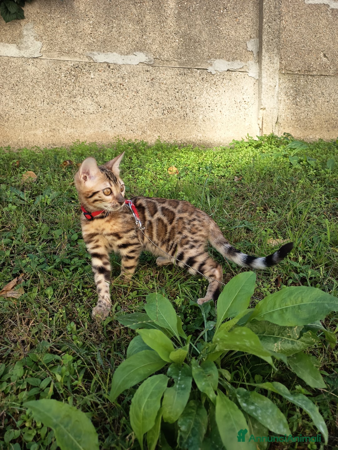 Bengala gatti in vendita: Meravigliosa bengalina  - Annuncio 1