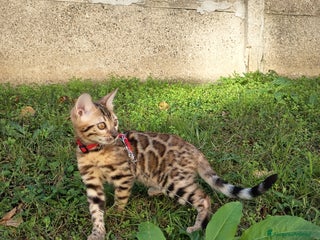 Bengala gatti Meravigliosa bengalina - Annuncio 27