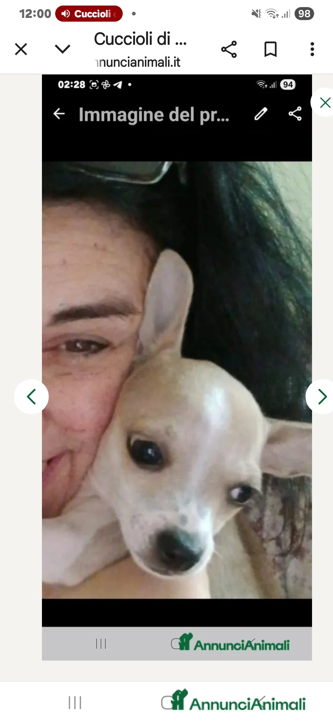 Chihuahua cani in vendita: Cuccioli di chihuahua - Annuncio 23