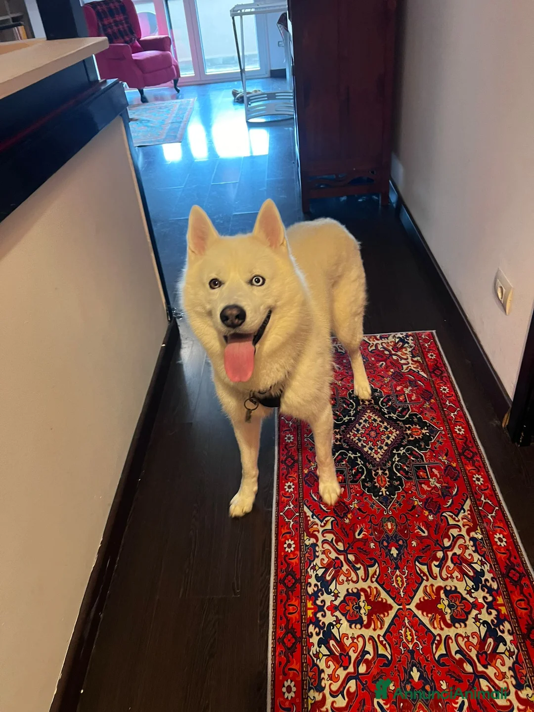 Husky cani per accoppiamento: Siberian Husky con pedigree cerca compagna monta - Annuncio 1