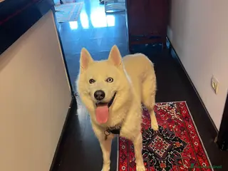 Husky cani Siberian Husky con pedigree cerca compagna monta - Annuncio 1