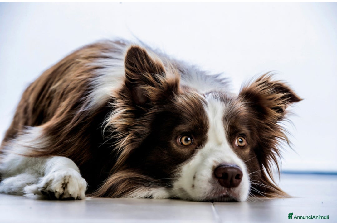 Border Collie cani per accoppiamento: Zazzy  - Annuncio 4