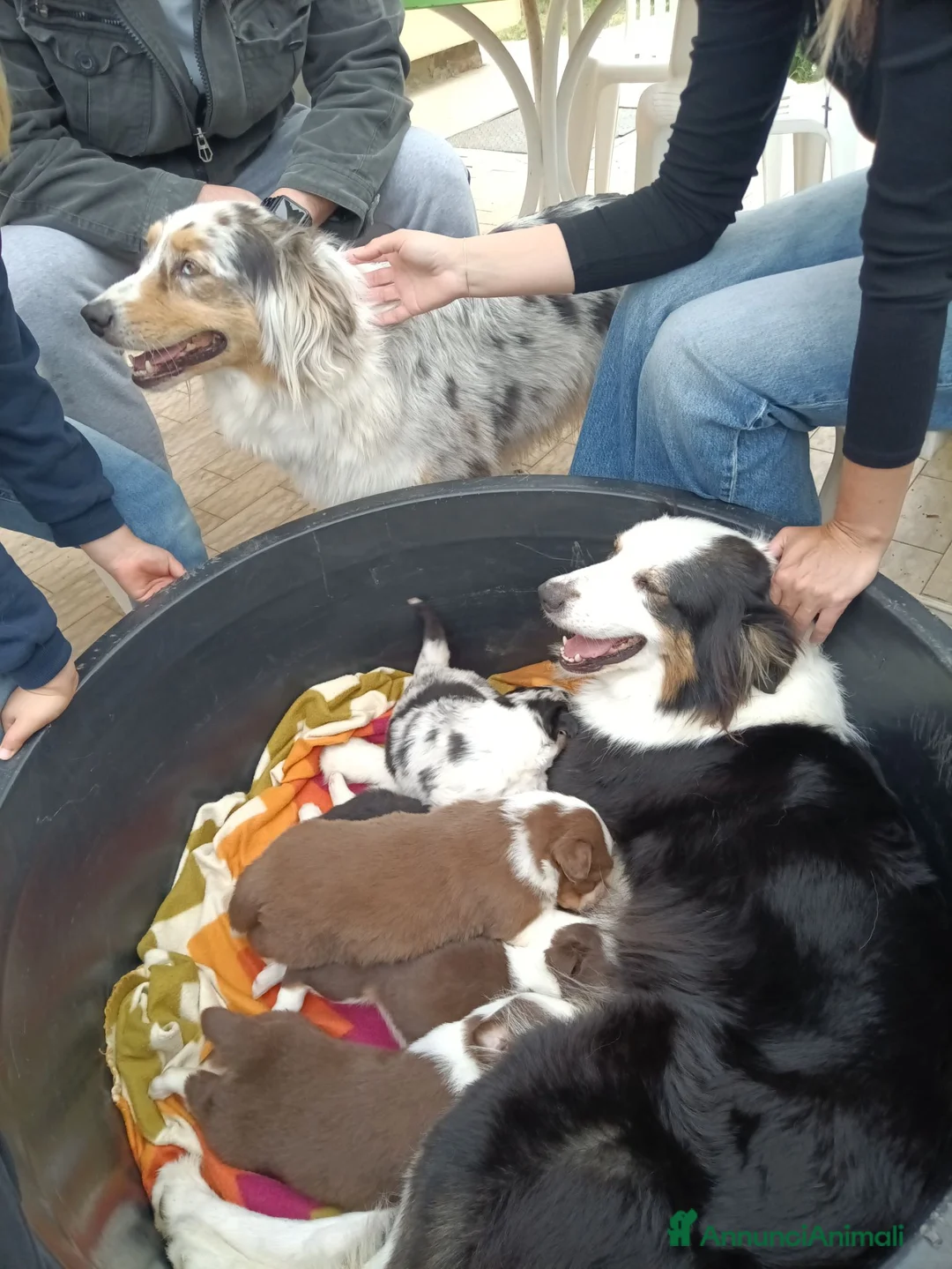 Australian Shepherd cani in vendita: Cuccioli di Pastore Australiano - Annuncio 7