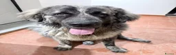 Pastore del Caucaso cani in regalo: In Regalo Pastore del Caucaso 18Mesi a Provincia di Prato - Annuncio 9