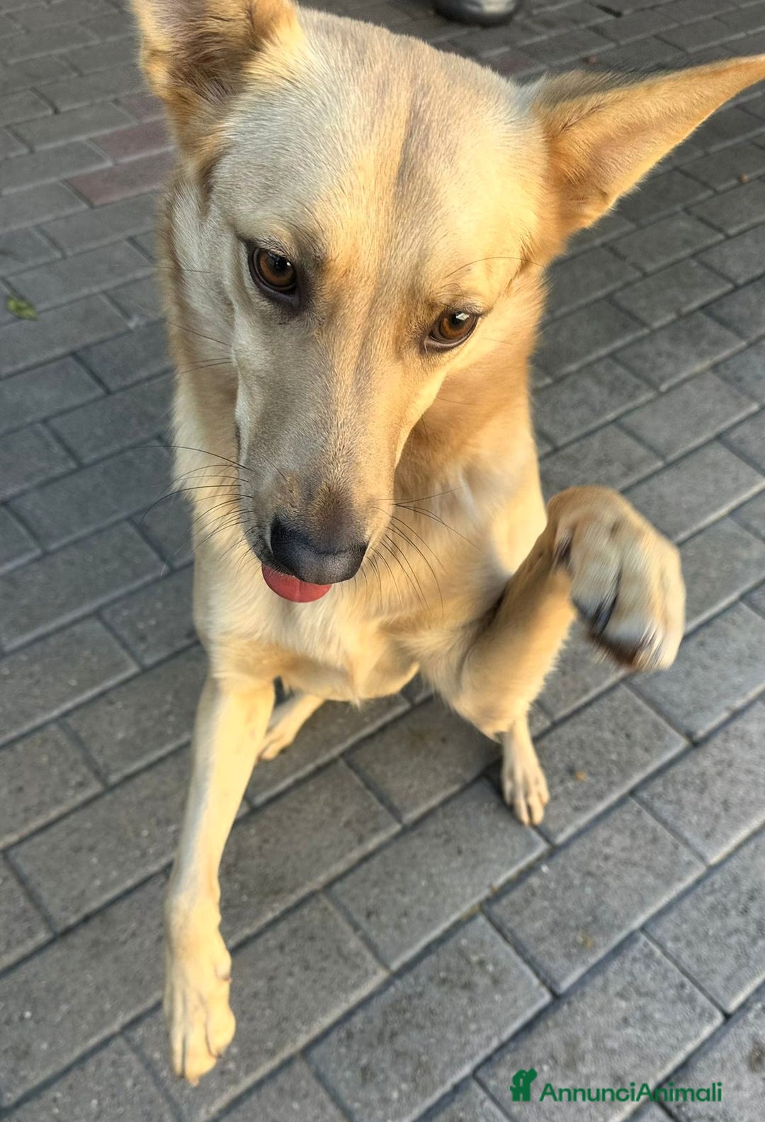 Meticcio cani in regalo: MANUEL CERCA CASA - Annuncio 5