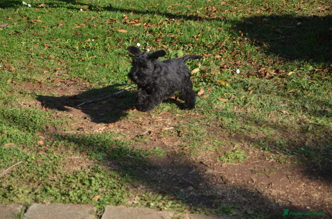 Mini Schnauzer cani in vendita: cucciolo schnauzer nano - Annuncio 2
