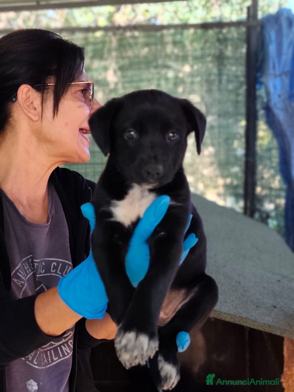 Meticcio cani Cake dolcissima cucciola cerca casa - Annuncio 30