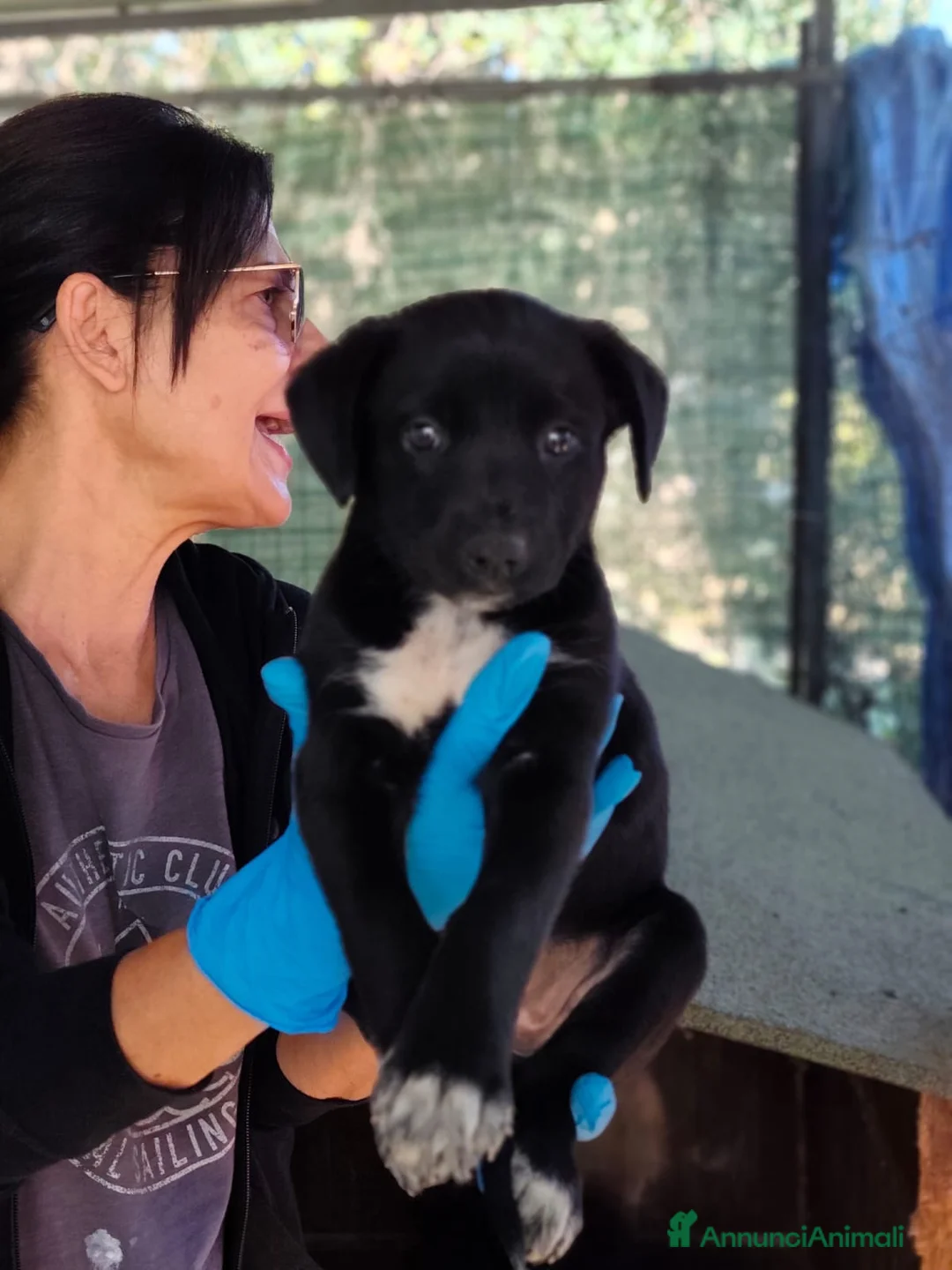 Meticcio cani in regalo: Cake dolcissima cucciola cerca casa - Annuncio 1