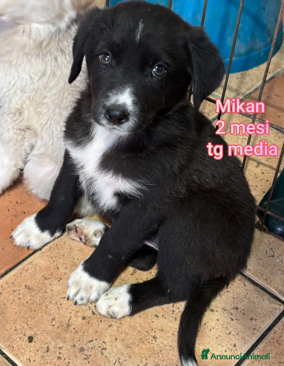 Meticcio cani in regalo: CUCCIOLI ABBANDONATI: EMERGENZA  - Annuncio 10