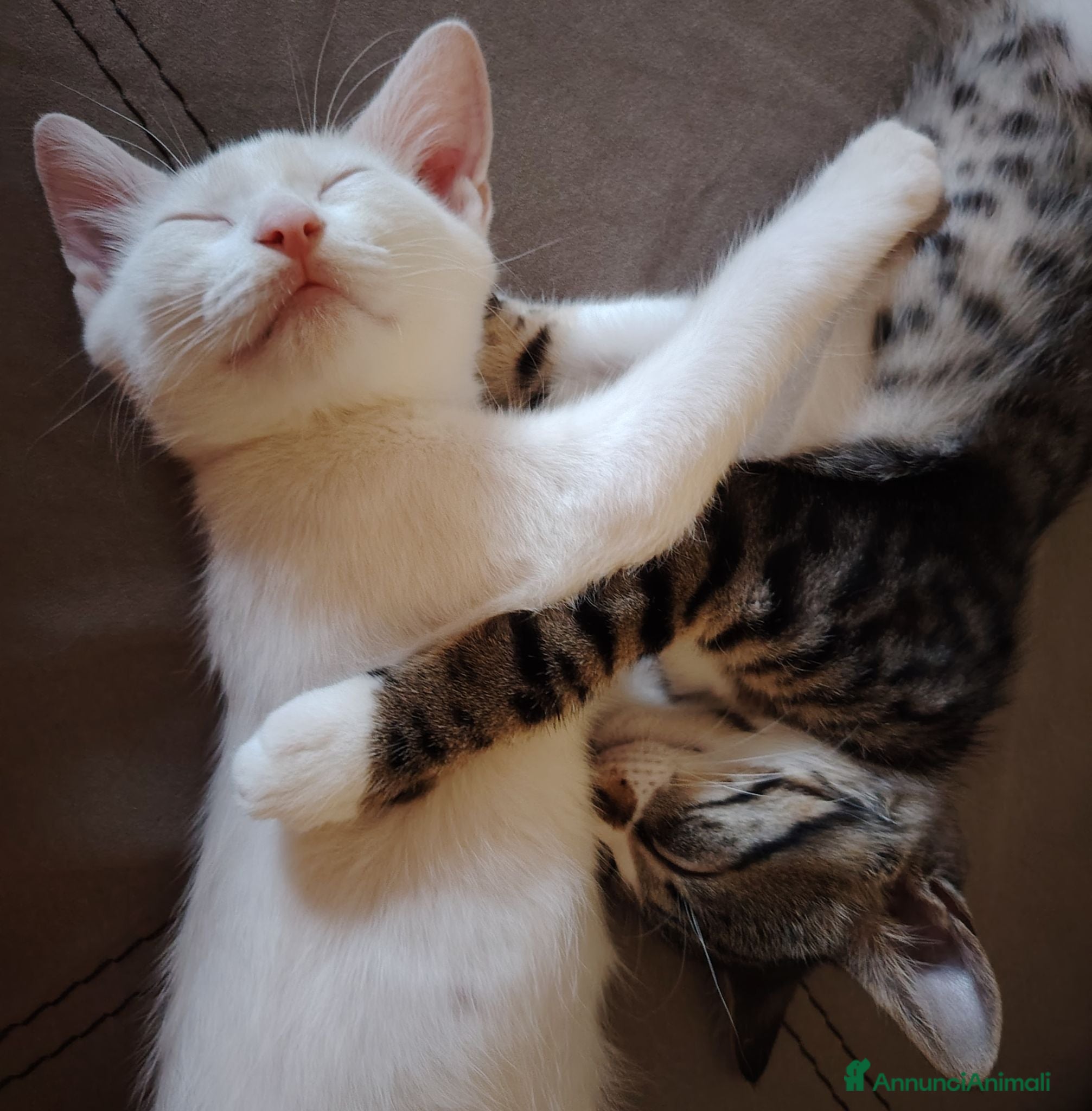 Europeo gatti Si affida gratuitamente coppia fratellini maschi  - Annuncio 8