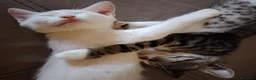 Europeo gatti in regalo: Si affida gratuitamente coppia fratellini maschi  - Annuncio 1