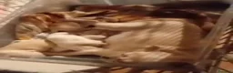 Chihuahua cani in vendita: Chiuauha avi Campioni internazionali  - Annuncio 33