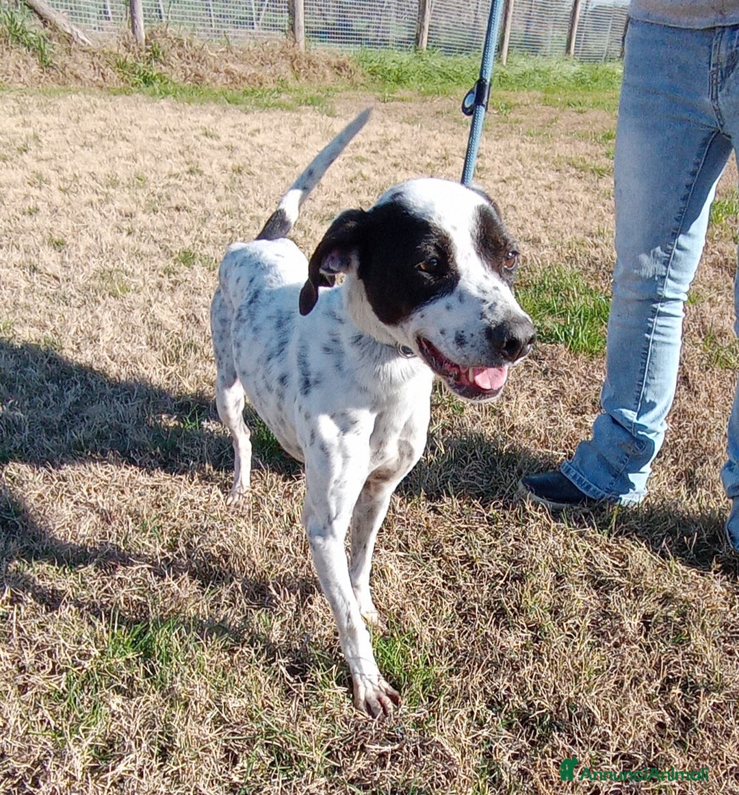 Pointer cani in regalo: Cha Cha Cha la mini pointer tutta energia a Provincia di Latina - Annuncio 3