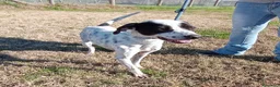 Pointer cani in regalo: Cha Cha Cha la mini pointer tutta energia a Provincia di Latina - Annuncio 3