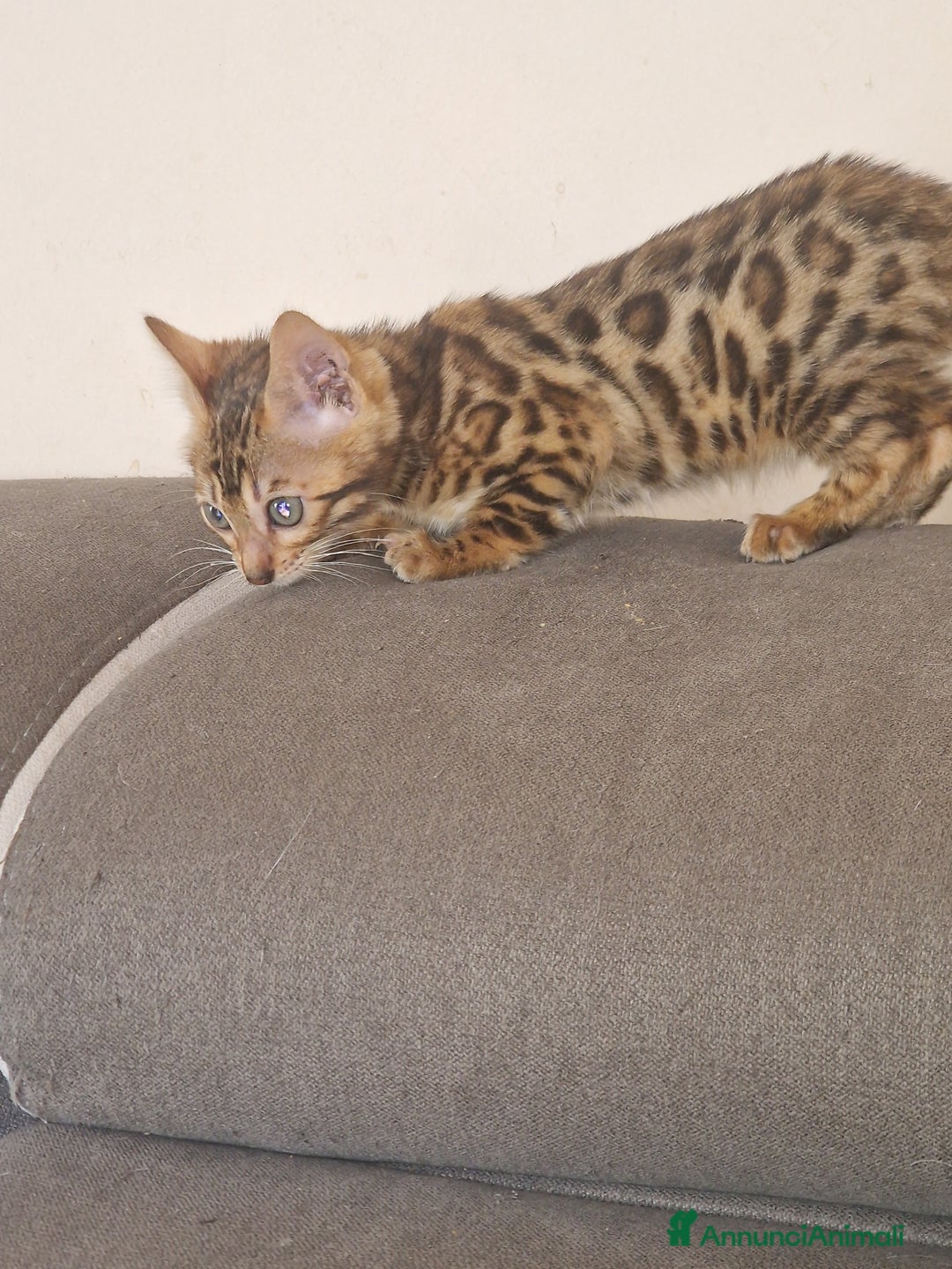 Bengala gatti in vendita: Gatto Bengala  - Annuncio 3