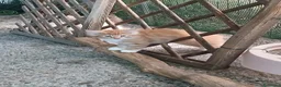 Norvegese gatti in vendita: Cucciolata di Norvegese delle Foreste - Annuncio 3