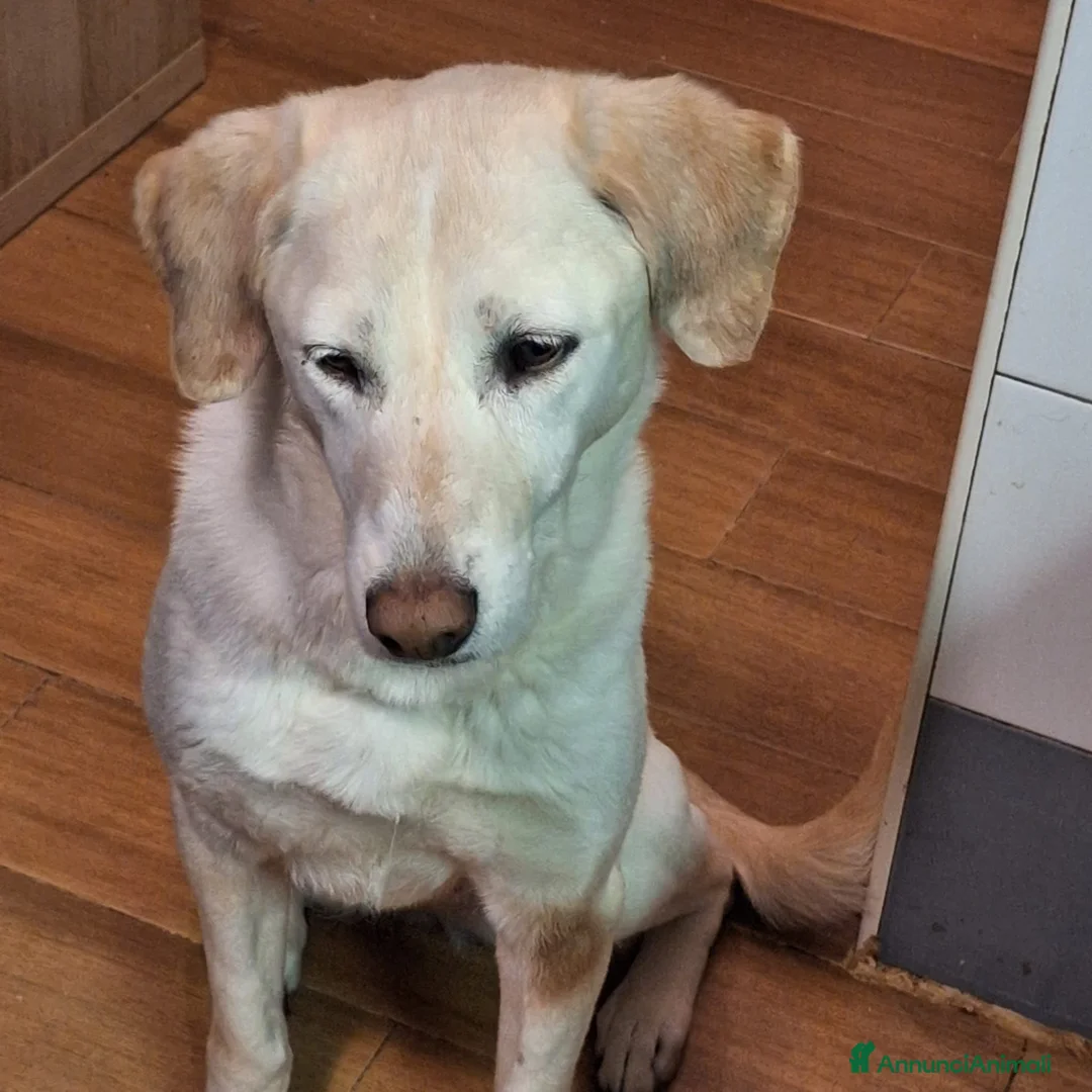 Meticcio cani in regalo: Femmina 10anni RINUNCIA DI PROPRIETÀ!!! MILANO a Città metropolitana di Milano - Annuncio 2