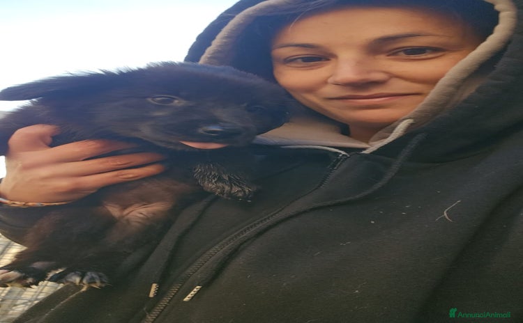 Meticcio cani Camomilla: 2 mesi, taglia piccola  - Annuncio 3