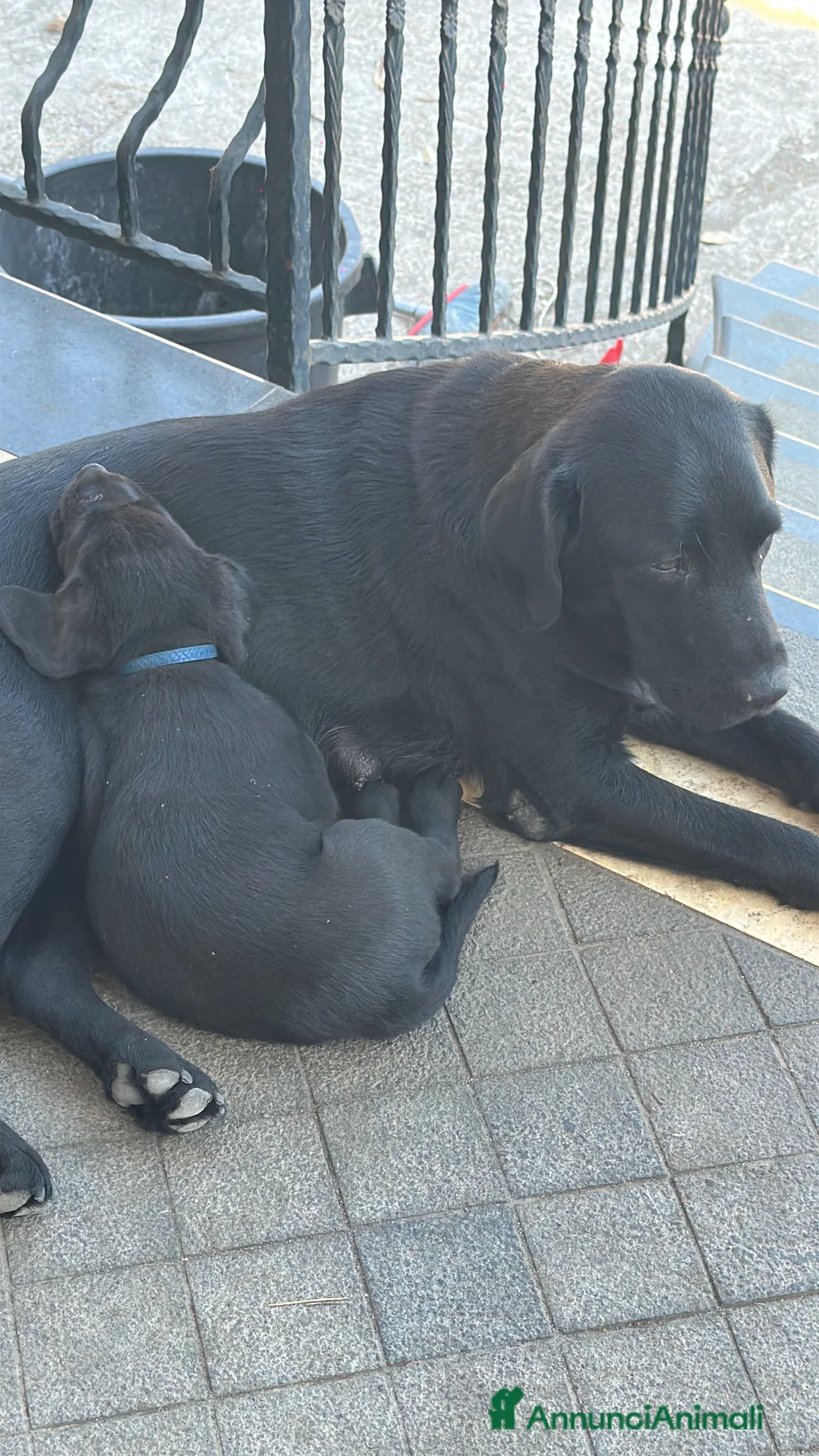 Labrador cani in vendita: Labrador di 2 mesi in vendita - Annuncio 2