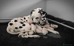 Dalmata cani in vendita: Cuccioli di razza dalmata alta genealogia - Annuncio 4