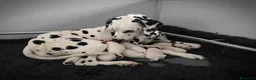 Dalmata cani in vendita: Cuccioli di razza dalmata alta genealogia - Annuncio 3