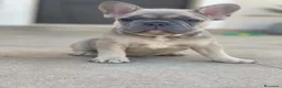 Bulldog Francese cani in vendita: SPLENDITI CUCCIOLI DI BULLDOG FRANCESI ESOTICI - Annuncio 3