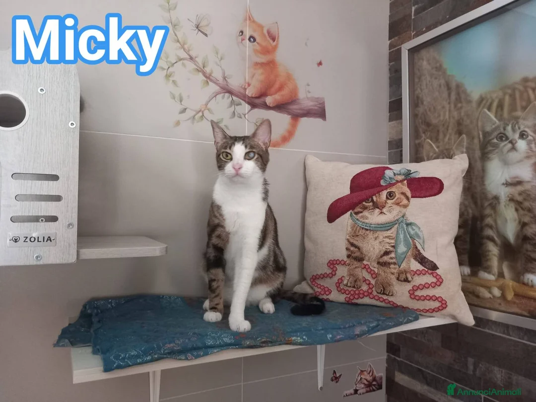 Europeo gatti in regalo: MICKY, affettuoso micio da adottare! - Annuncio 2