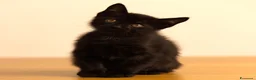 Altre razze gatti in regalo: Tre pantere e due tigre cercano casa a Provincia di Ascoli Piceno - Annuncio 2