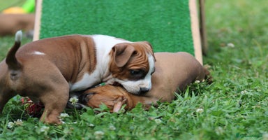 American Staffordshire cani a Provincia di Varese - Annuncio 9