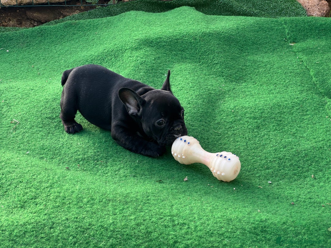 Bulldog Francese cani in vendita: Bulldog francese maschi esotici - Annuncio 11