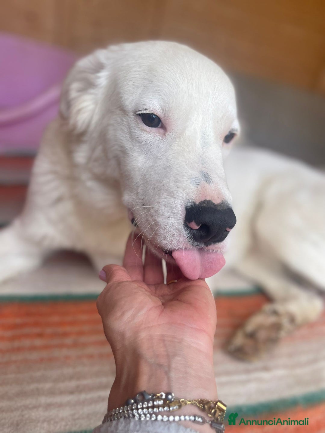 Meticcio cani in regalo: IL TENERISSIMO SNOOPY - Annuncio 4