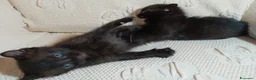 Meticcio gatti in vendita: Gattini portafortuna a Provincia di Chieti - Annuncio 3