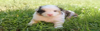 Australian Shepherd Maschio