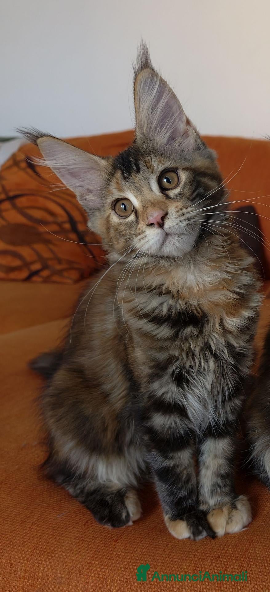 Maine Coon gatti Bellissima cucciola Maine coon  - Annuncio 4