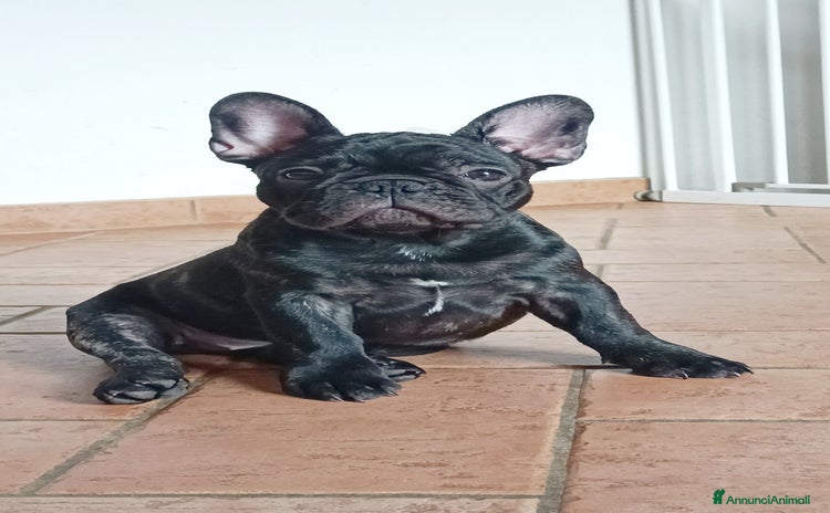 Bulldog Francese cani a Provincia di Rimini - Annuncio 6