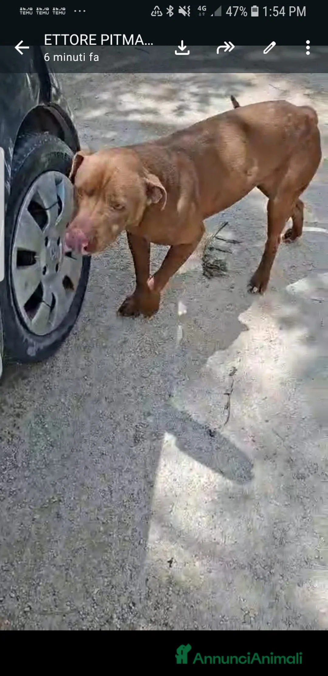Pitbull cani in regalo: ADOZ.DEL💔:cieco, dolce, solo e maltrattato!!! a Provincia di Novara - Annuncio 9