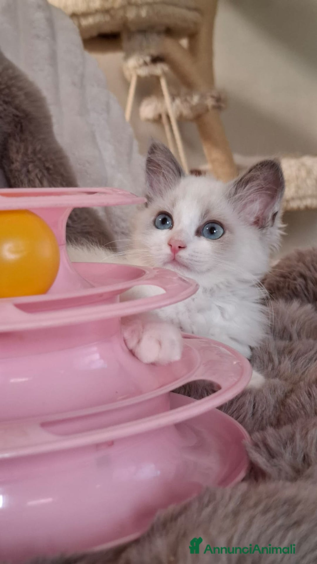 Ragdoll gatti in vendita: Ragdoll  con Pedigree .Pagamento anche a rate  a Province of Asti - Immagine 2
