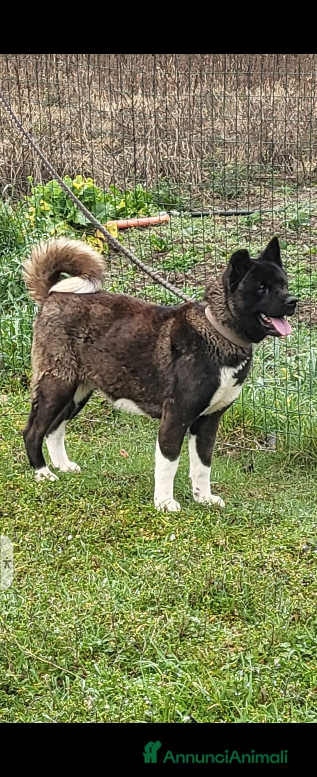 Akita Americano cani Akita americano  - Annuncio 2