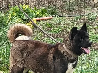 Akita Americano cani Akita americano - Annuncio 2