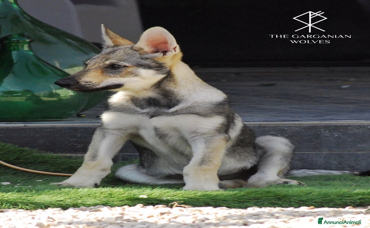 Lupo Cecoslovacco cani Cucciolo di cane lupo Cecoslovacco - Annuncio 1
