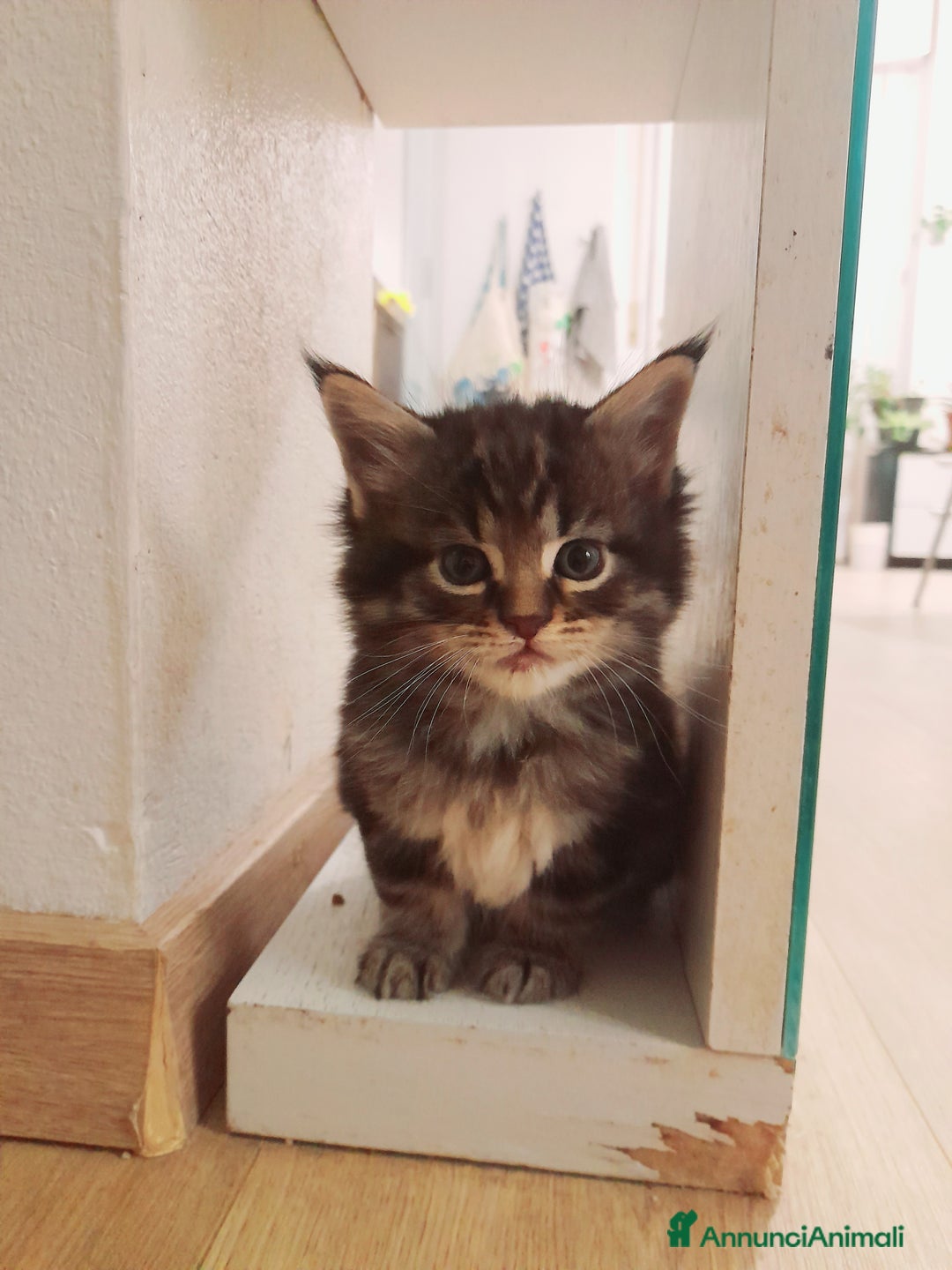 Maine Coon gatti in vendita: Gattini disponibili  - Annuncio 7
