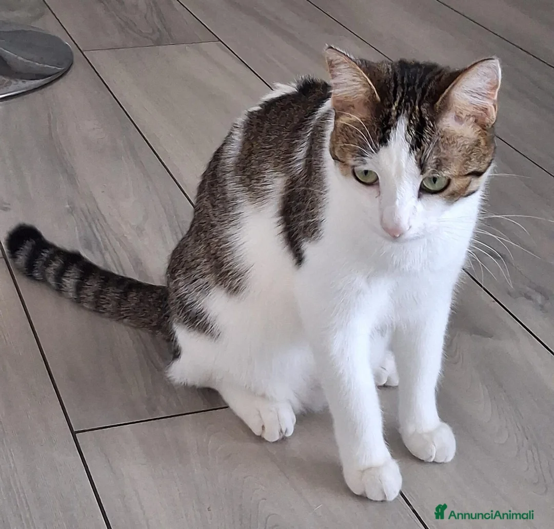 Altre razze gatti in regalo: GATTE ADULTE  - Annuncio 4