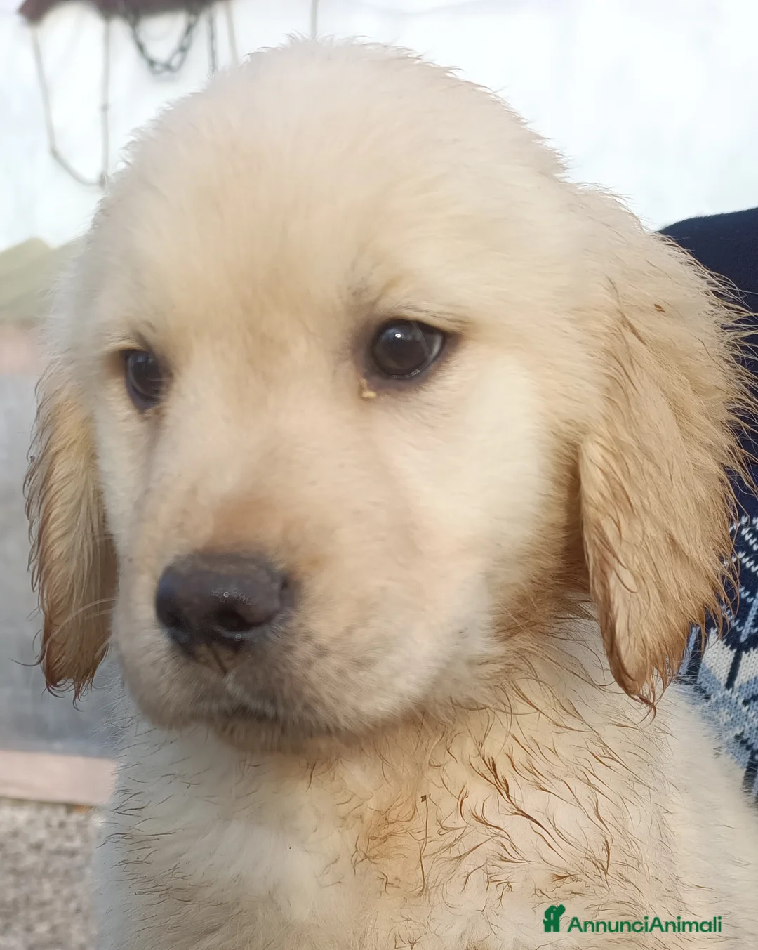 Golden Retriever cani in vendita: Golden retriever cuccioli angloamericani  - Annuncio 6